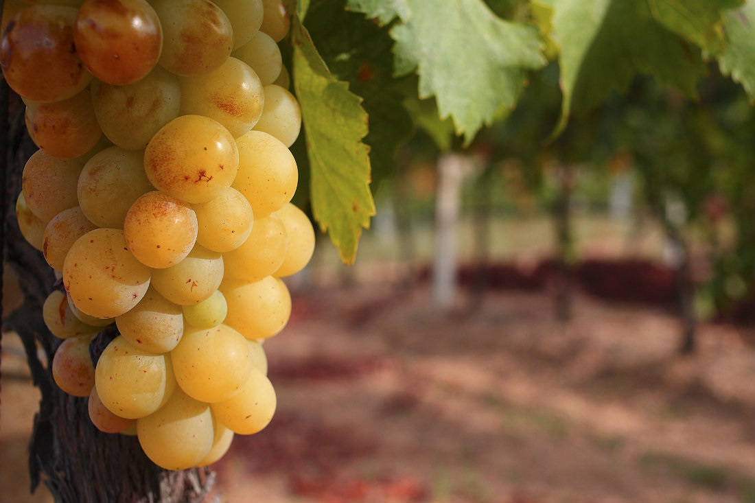 white wine grapes in a vineyard