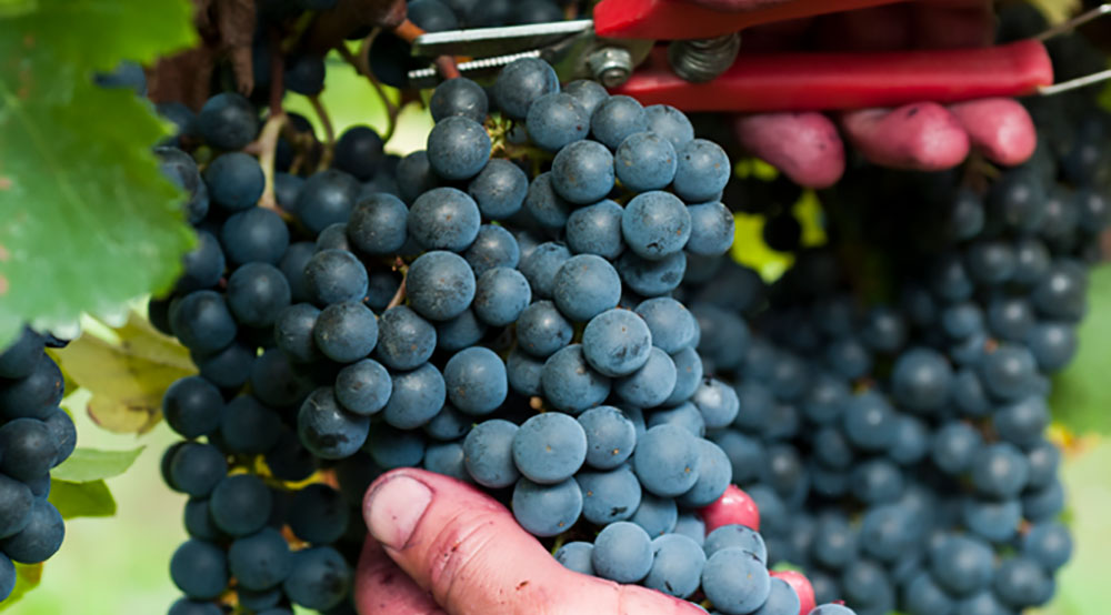 red wine grapes in a vineyard