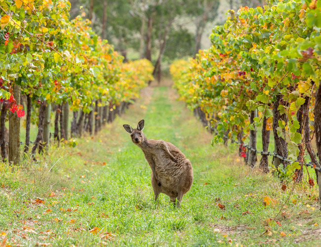 Australian wines
