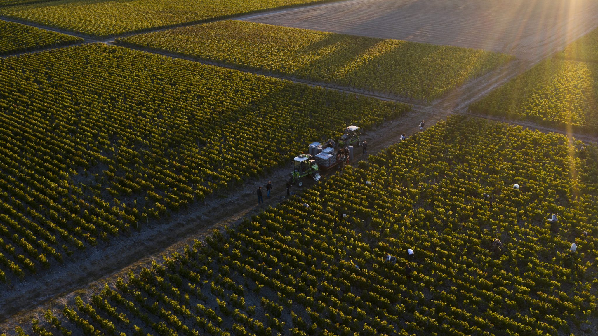 Bordeaux en primeur 2021 fields of grapes 